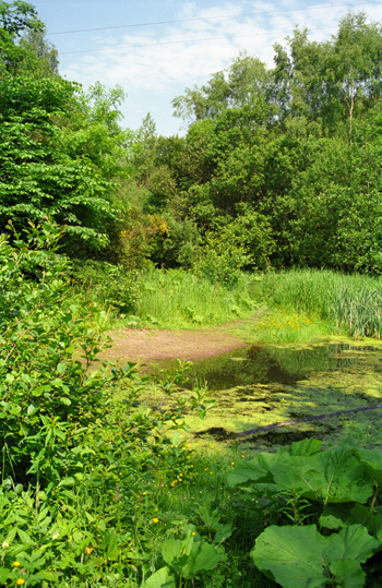 Gore Glen, Gorebridge