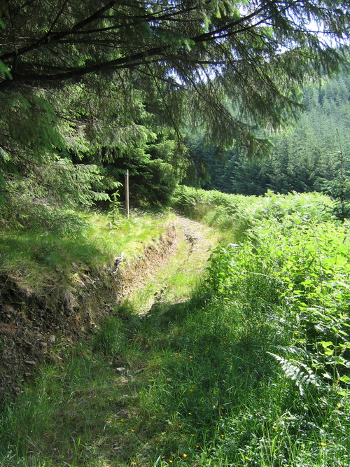 overgrown track near Garrogill
